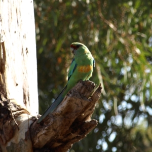 Barnardius zonarius at Wyalong, NSW - 28 Sep 2018 03:34 PM