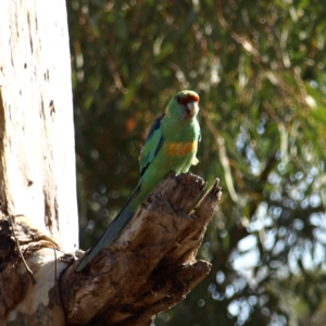 Barnardius zonarius at Wyalong, NSW - 28 Sep 2018 03:34 PM