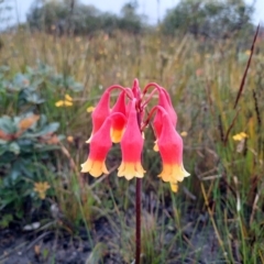 Blandfordia nobilis (Christmas Bells) at Wog Wog, NSW - 7 Jan 2023 by MB