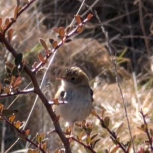 Cisticola exilis at Lawson, ACT - 1 Aug 2024