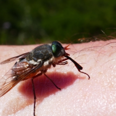 Copidapha sp. at Charlotte Pass, NSW - 12 Jan 2023 by MB