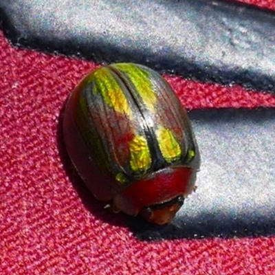 Paropsisterna sp. (genus) at Charlotte Pass, NSW - 13 Jan 2023 by MB