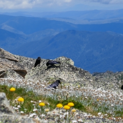 Corvus mellori (Little Raven) at Kosciuszko, NSW - 25 Jan 2023 by MB