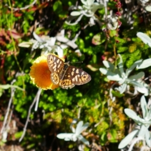 Oreixenica correae at Perisher Valley, NSW - 15 Mar 2023 11:04 AM