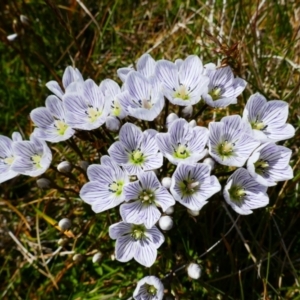 Gentianella muelleriana subsp. alpestris at Perisher Valley, NSW - 15 Mar 2023 12:13 PM