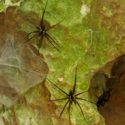 Dolomedes (genus) (Fishing spider) at Berlang, NSW - 22 Mar 2023 by MB