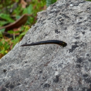 Hirudinea sp. (Class) at Berlang, NSW - 22 Mar 2023