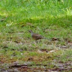 Cinclosoma punctatum (Spotted Quail-thrush) at Uriarra, NSW - 1 Apr 2023 by MB