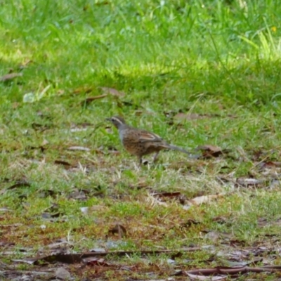 Cinclosoma punctatum (Spotted Quail-thrush) at Uriarra, NSW - 1 Apr 2023 by MB