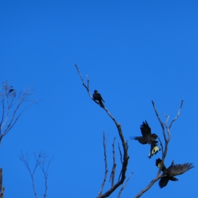 Zanda funerea (Yellow-tailed Black-Cockatoo) at Wee Jasper, NSW - 5 Apr 2023 by MB