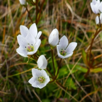 Gentianella sylvicola at Cotter River, ACT - 13 Apr 2023 by MB