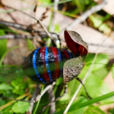 Acripeza reticulata (Mountain Katydid) at Cotter River, ACT - 13 Apr 2023 by MB