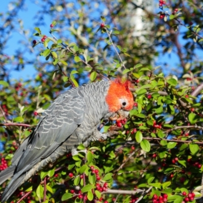 Callocephalon fimbriatum (Gang-gang Cockatoo) at Weston, ACT - 15 Apr 2023 by MB