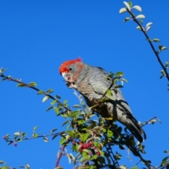 Callocephalon fimbriatum at Weston, ACT - suppressed