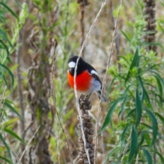 Petroica boodang (Scarlet Robin) at Theodore, ACT - 30 Mar 2023 by MB