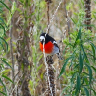 Petroica boodang (Scarlet Robin) at Theodore, ACT - 29 Mar 2023 by MB