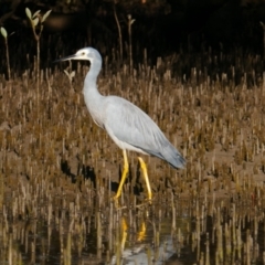 Egretta novaehollandiae (White-faced Heron) at Huskisson, NSW - 2 Sep 2023 by MB