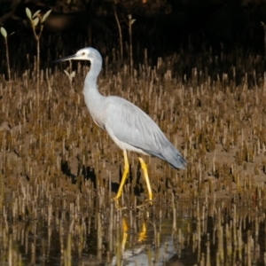 Egretta novaehollandiae at Huskisson, NSW - 3 Sep 2023