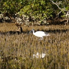 Threskiornis molucca (Australian White Ibis) at Huskisson, NSW - 3 Sep 2023 by MB