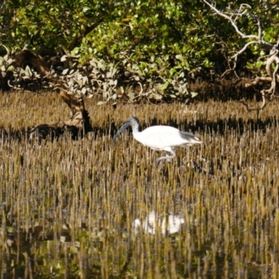 Threskiornis molucca (Australian White Ibis) at Huskisson, NSW - 2 Sep 2023 by MB