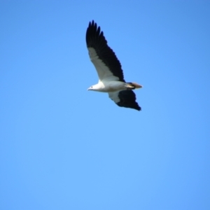 Haliaeetus leucogaster at Beecroft Peninsula, NSW - 3 Sep 2023 01:56 PM