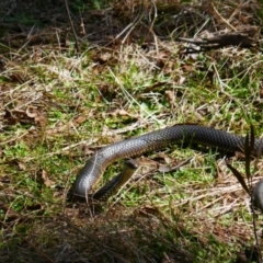 Austrelaps ramsayi (Highlands Copperhead) at Palerang, NSW - 20 Sep 2023 by MB