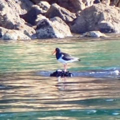 Haematopus longirostris (Australian Pied Oystercatcher) at Eden, NSW - 22 Sep 2023 by MB