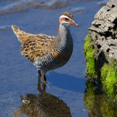 Gallirallus philippensis (Buff-banded Rail) at Eden, NSW - 23 Sep 2023 by MB