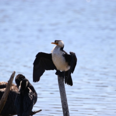 Microcarbo melanoleucos (Little Pied Cormorant) at Eden, NSW - 23 Sep 2023 by MB