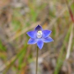 Thelymitra sp. (pauciflora complex) (Sun Orchid) at Jacka, ACT - 8 Nov 2023 by MB