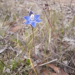 Thelymitra sp. (pauciflora complex) at Jacka, ACT - 8 Nov 2023