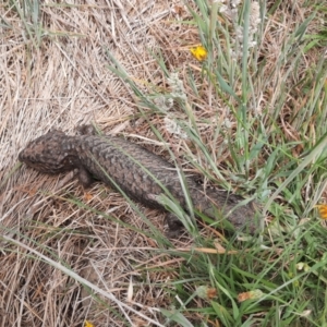 Tiliqua rugosa at Taylor, ACT - 8 Nov 2023