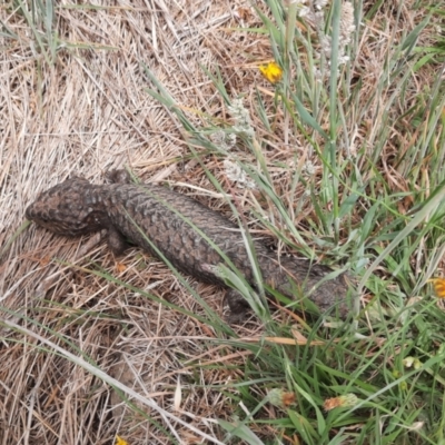 Tiliqua rugosa (Shingleback Lizard) at Taylor, ACT - 8 Nov 2023 by MB