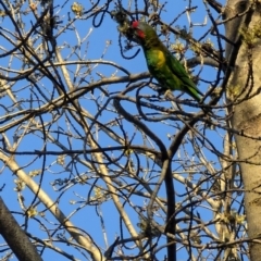 Glossopsitta concinna (Musk Lorikeet) at Belconnen, ACT - 2 Aug 2024 by brittlewis