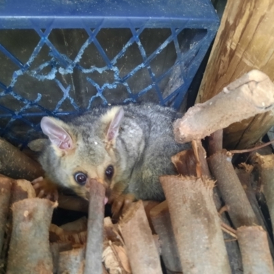 Trichosurus vulpecula (Common Brushtail Possum) at Richardson, ACT - 14 Aug 2023 by MB