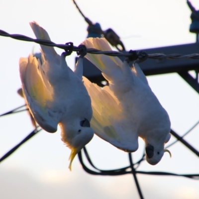 Cacatua galerita (Sulphur-crested Cockatoo) at Richardson, ACT - 26 Jan 2023 by MB