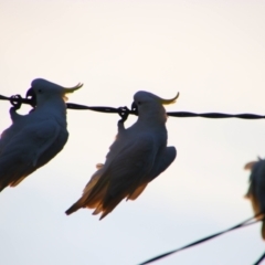 Cacatua galerita at Richardson, ACT - 26 Jan 2023