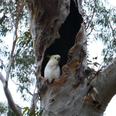 Cacatua galerita (Sulphur-crested Cockatoo) at Pialligo, ACT - 4 Jan 2023 by MB