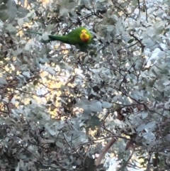 Polytelis swainsonii (Superb Parrot) at Phillip, ACT - 2 Aug 2024 by SonjaK