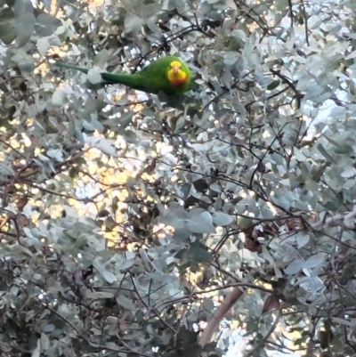 Polytelis swainsonii (Superb Parrot) at Phillip, ACT - 2 Aug 2024 by SonjaK