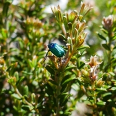 Diphucephala elegans (Green scarab beetle) at Ngarigo, NSW - 17 Dec 2023 by MB