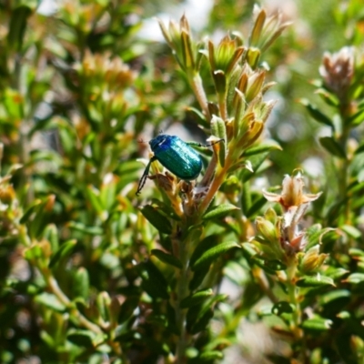Diphucephala elegans (Green scarab beetle) at Ngarigo, NSW - 17 Dec 2023 by MB