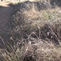 Themeda triandra (Kangaroo Grass) at Hall, ACT - 28 Jul 2024 by pinnaCLE