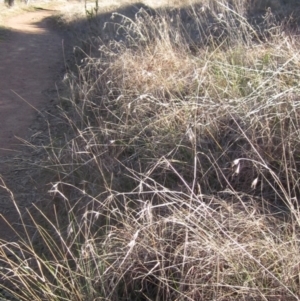 Themeda triandra at Hall, ACT - 28 Jul 2024 03:02 PM