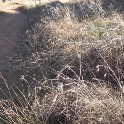 Themeda triandra (Kangaroo Grass) at Hall, ACT - 28 Jul 2024 by pinnaCLE