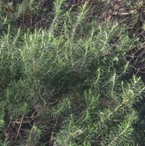 Cassinia longifolia at Hall, ACT - 2 Aug 2024