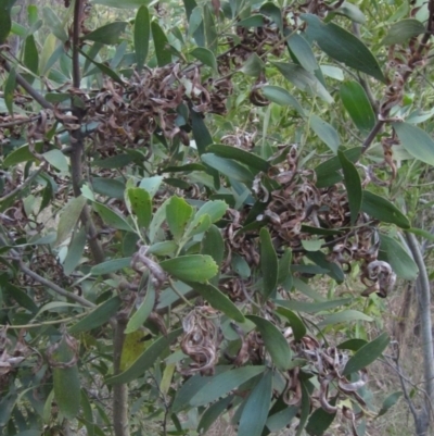 Acacia melanoxylon (Blackwood) at Hall, ACT - 28 Jul 2024 by pinnaCLE