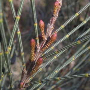 Allocasuarina littoralis at Hall, ACT - 28 Jul 2024