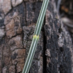 Allocasuarina littoralis at Hall, ACT - 28 Jul 2024