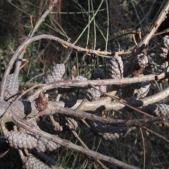 Allocasuarina littoralis at Hall, ACT - 28 Jul 2024